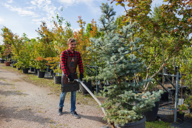 Best Tree and Shrub Care  in East Providence, RI